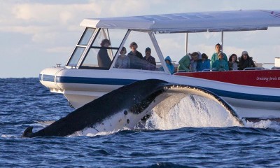 Eco Whale Watch Cruise