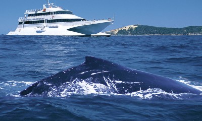 Whale Watch Tour