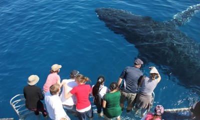 Premium Whale Watch tour