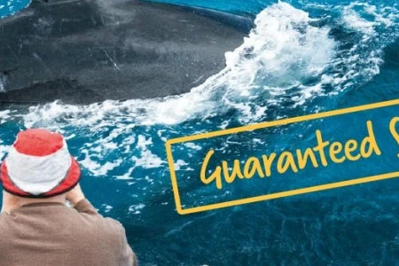 whale tours banner